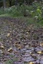Forest Walking Path Covered with Fallen Leaves in Bronx, New York Royalty Free Stock Photo