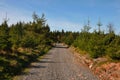 Forest walking path leading through conifer trees Royalty Free Stock Photo