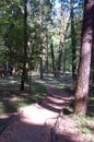 Forest walking path Royalty Free Stock Photo
