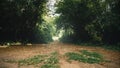 Forest walking path Royalty Free Stock Photo