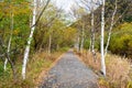 Road or pathway with sunrise in autumn forest Kamikochi national park in Japan.