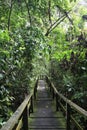 Forest Walkway