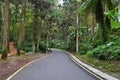 Forest walkway at Sitou, Taiwan Royalty Free Stock Photo