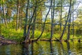 Forest water landscape