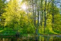 Forest water landscape