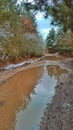 Forest Water Road Trees Winter