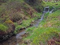 Forest water stream cascade in the geen grass Royalty Free Stock Photo