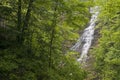 Forest Waterfall