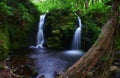 Forest waterfall