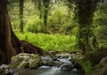 Forest waterfall