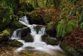 Forest Waterfall, Washington State Royalty Free Stock Photo