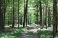 Way in the Bialowieza National Park in Poland Royalty Free Stock Photo