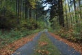 The forest way in Czechia