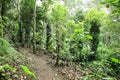 Forest Way in the dense jungle. Royalty Free Stock Photo