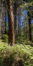 In the forest at West Fork Trail which is in Sedona, Arizona