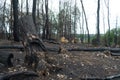 Forest in western Germany destroyed by drought and fire