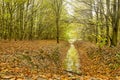 Forest on a wet day in autumn Royalty Free Stock Photo