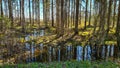 Forest with wet green grass in which a huge puddle with perfect reflection water, in which tree trunks and green leaves reflect Royalty Free Stock Photo