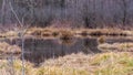 A forest wetland in early spring. Royalty Free Stock Photo