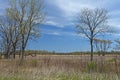 Forest and Wetland Habitat on a Sunny Day