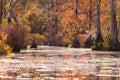 Forest wetland Merchants Millpond N Carolina USA