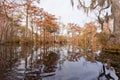 Forest wetland Merchants Millpond NC State Park US