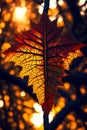 Forest Whispers. Single leaf in a dark forest