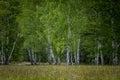 A forest of white barked Beirch trees in a green meadow