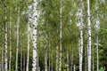 Forest with white birch tree trunks Royalty Free Stock Photo