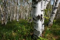 The forest of white birches