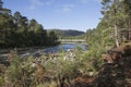 Forest with a white bridge. Royalty Free Stock Photo