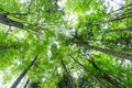 Forest wide angle landscape in summer