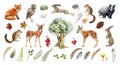 Forest wild animal big set. Watercolor illustration. Fox badger rabbit deer and chipmunk. Bunny, owl bird, toad, feather Royalty Free Stock Photo