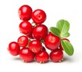 Forest wild berry cowberry Royalty Free Stock Photo