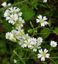 In the forest in the wild bloom Stellaria holostea Royalty Free Stock Photo