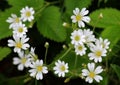 In the forest in the wild bloom Stellaria holostea Royalty Free Stock Photo