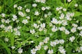 In the forest in the wild bloom Stellaria holostea Royalty Free Stock Photo