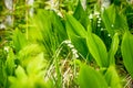 Forest, wild flowers. delicate flowers against a background of pine forest in May and April.Spring landscape. flowers Royalty Free Stock Photo