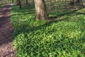 Forest with wild garlic plants in springtime Royalty Free Stock Photo