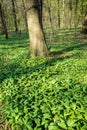 Forest with wild garlic plants in springtime, vertical Royalty Free Stock Photo