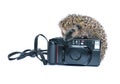 Forest wild hedgehog with a camera isolated Royalty Free Stock Photo