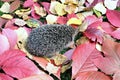 Forest wild hedgehog on the fall leaves Royalty Free Stock Photo