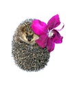 Forest wild hedgehog with flower of clematis isolated Royalty Free Stock Photo