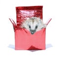 Forest wild hedgehog get out of the gift box isolated Royalty Free Stock Photo