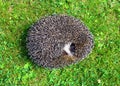 Forest wild hedgehog Royalty Free Stock Photo