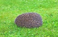 Forest wild hedgehog Royalty Free Stock Photo