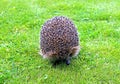 Forest wild hedgehog Royalty Free Stock Photo