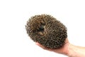Forest wild hedgehog isolated Royalty Free Stock Photo