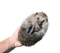 Forest wild hedgehog isolated Royalty Free Stock Photo