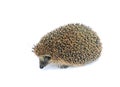 Forest wild hedgehog isolated Royalty Free Stock Photo